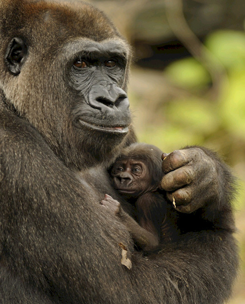 Disney’s Animal Kingdom Welcomes Birth of Endangered Gorilla
