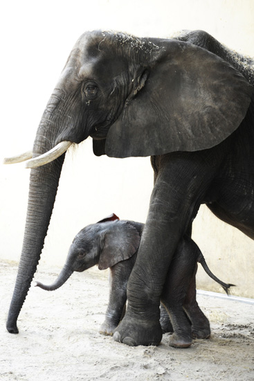 New Baby Elephant Born at Animal Kingdom