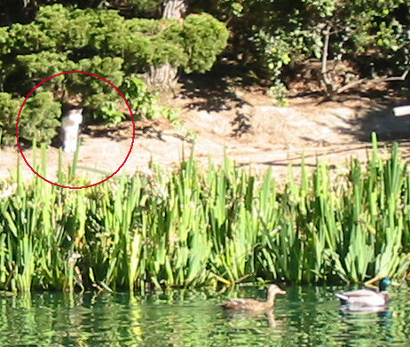 Cat at Disneyland